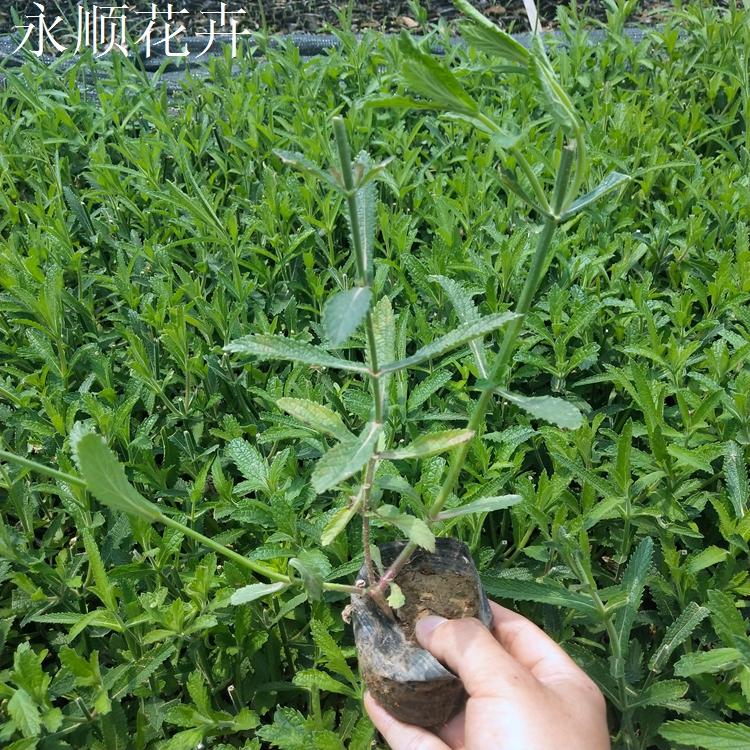 马鞭草 花海花卉柳叶马鞭草 基地直供价格更低