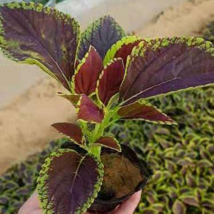 彩叶草 金边彩叶草 红叶彩叶草