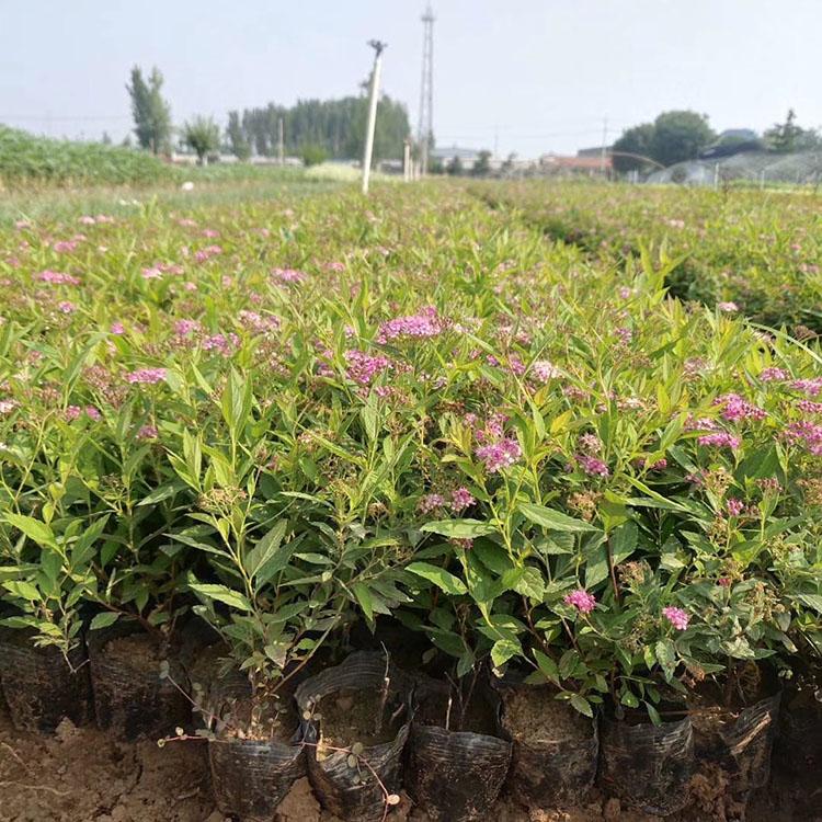 绣线菊 粉红色花朵  绣线菊种植基地 山东绣线菊批发商