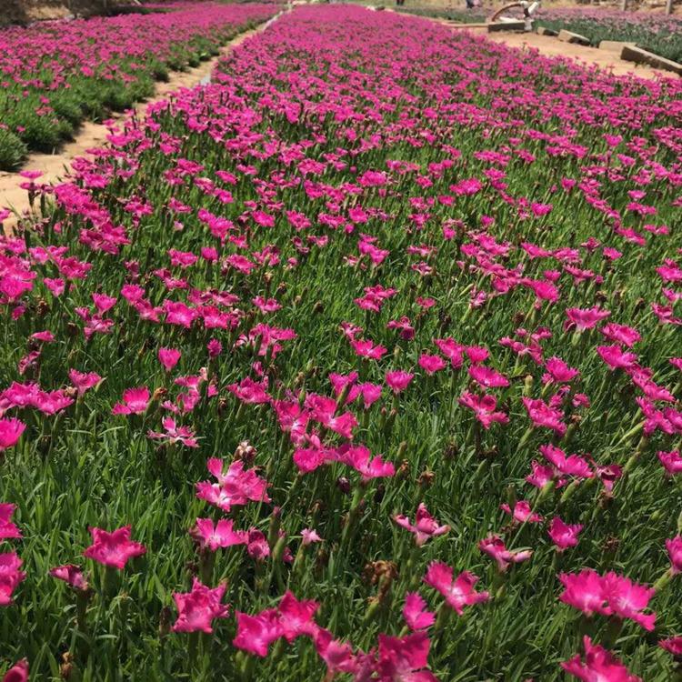 欧石竹种植基地 绿篱苗圃基地批发 欧石竹价格 保质保量