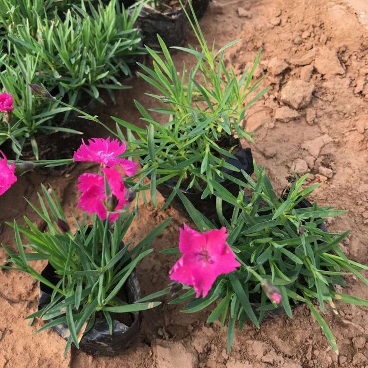 欧石竹种植基地 基地直供欧石竹 欧石竹批发商 好养活