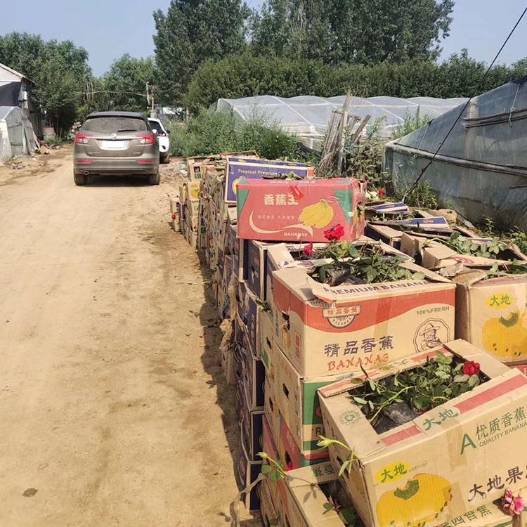 大花月季苗供应商 红花大花月季基地直供 放心买