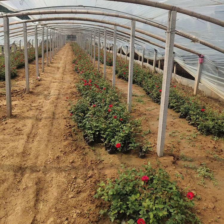 大花月季批发商 新品大花月季大量种植 放心买