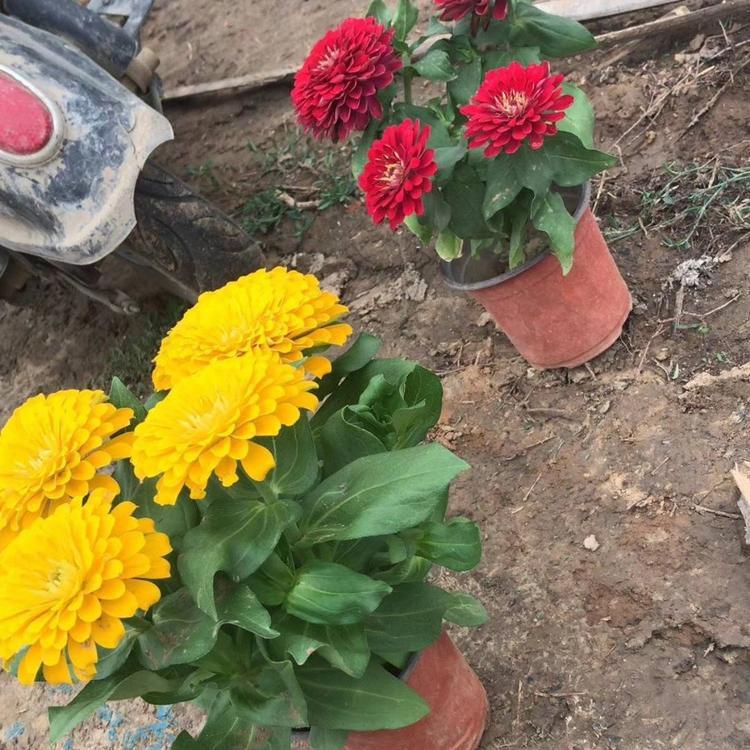 百日草种植基地 天一花卉直销 开花快 百日草价格