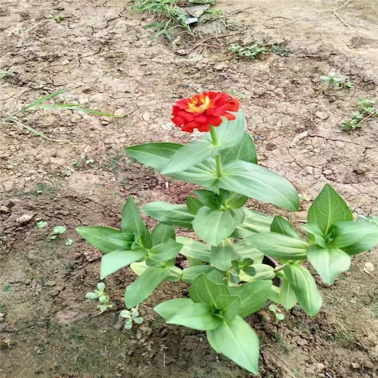 种植基地供应百日草 批售百日草盆栽 花期长 百日草价格