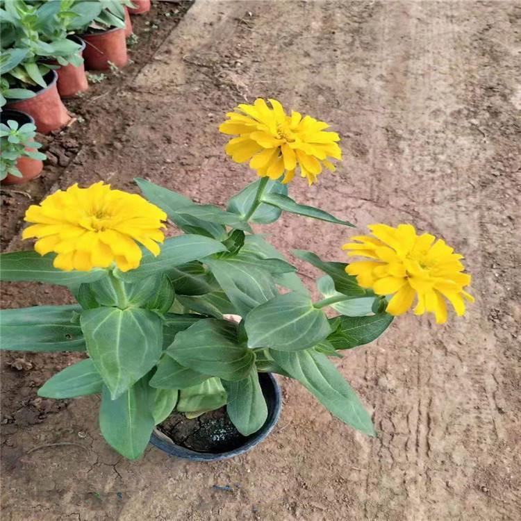 种植基地供应百日草 天一花卉直销 花期长 百日草批发商