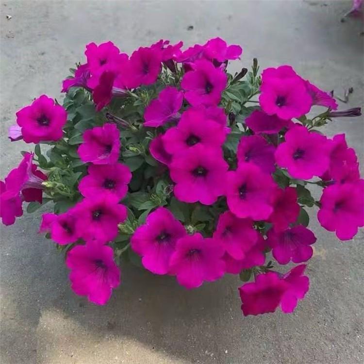 垂钓牵牛种植基地 青州草花基地【天一花卉】现货出售 优良垂钓牵牛