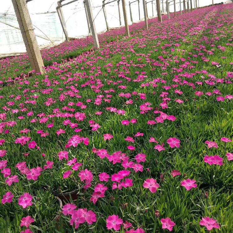 基地直销盆花欧石竹 观赏欧石竹 盆花欧石竹种植基地