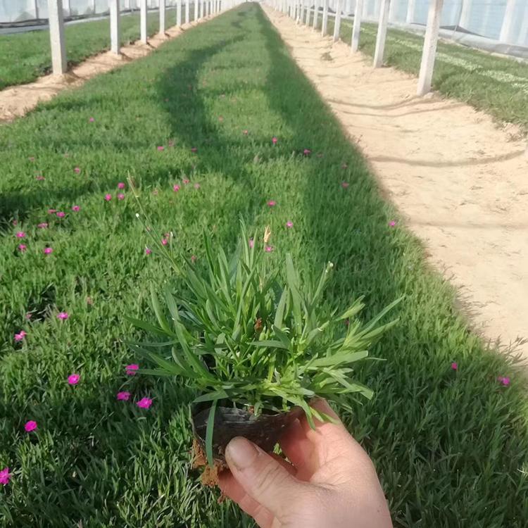 苗圃种植欧石竹 好养活的欧石竹 欧石竹培育基地