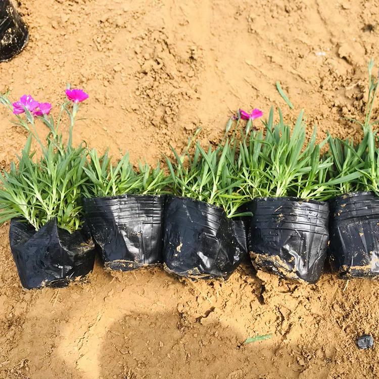 基地种植欧石竹 耐寒性好 欧石竹供货商
