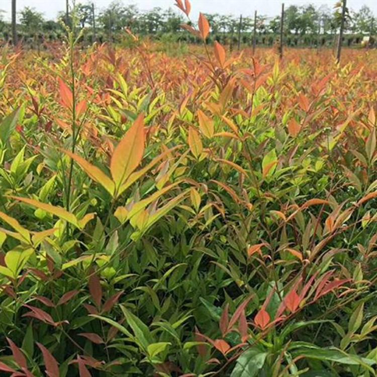 南天竹基地南天竹价格绿化专用南天竹山东南天竹供应商