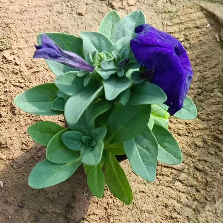 蓝色牵牛 红色牵牛 矮牵牛种植基地  现货出售牵牛花盆栽