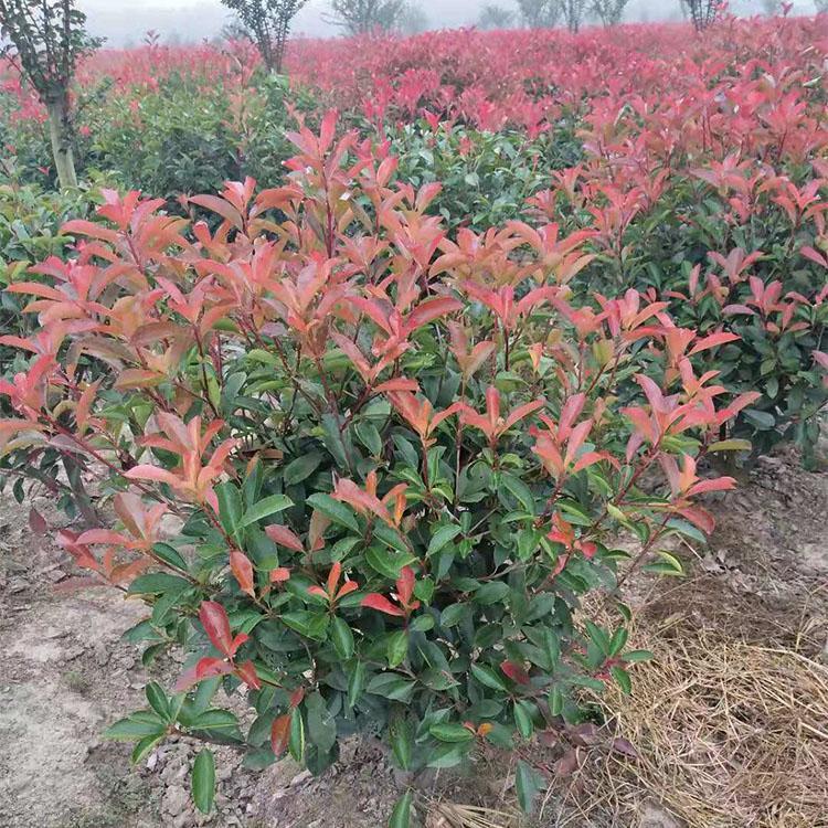 锦川大量种植红叶石楠  红叶石楠价格 红叶石楠供应商报价