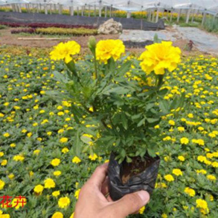 优价直售 孔雀草批发报价 孔雀草种植