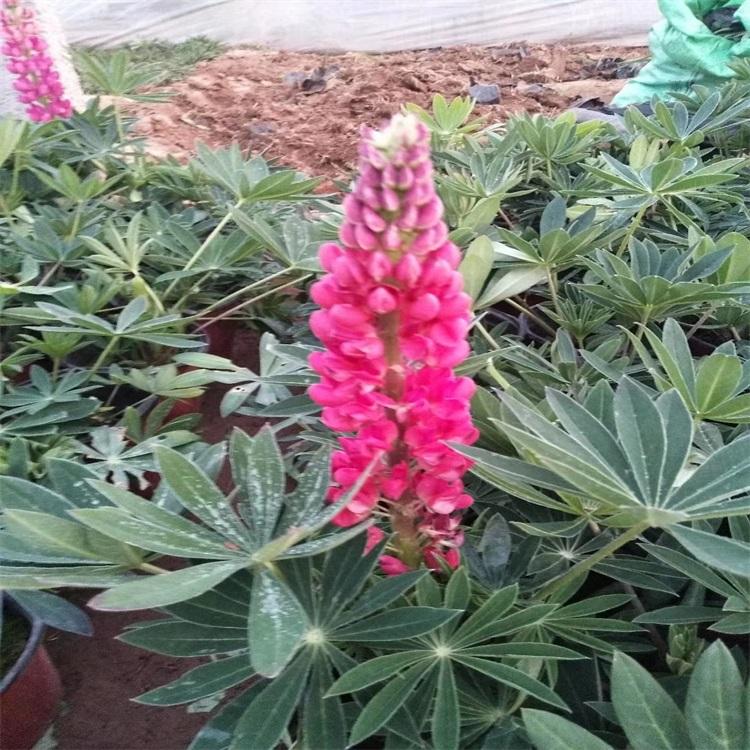 鲁冰花基地鲁冰花羽扇豆价格青州羽扇豆批发【江瑞园艺】鲁冰花基地直供