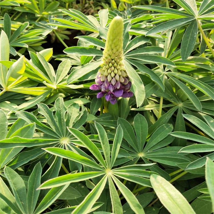 鲁冰花价格 山东鲁冰花基地 绿化专用羽扇豆 纯正品种苗 江瑞园艺