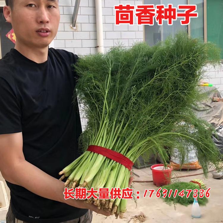 耐热茴香种子四季夏季播割茬茴香种子叶柄宽扁桔叶色深绿油亮耐寒木茴香籽大面积播厂家批发露地茴香大棚保护地割茬茴香一年多刀好茴香种子