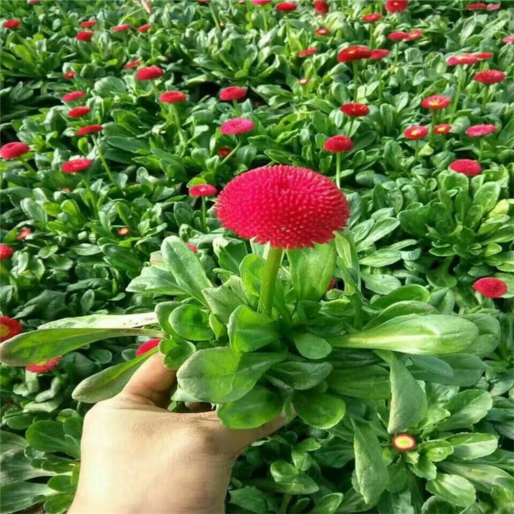 雏菊观赏花 雏菊大量批发 阳台绿化用苗
