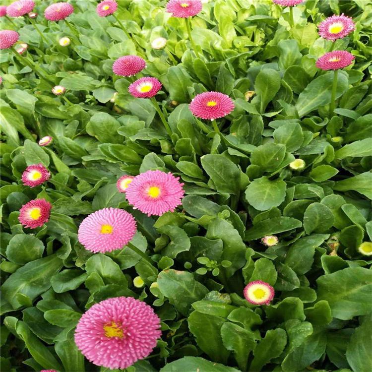 雏菊网红花海 雏菊工程苗 雏菊的价格