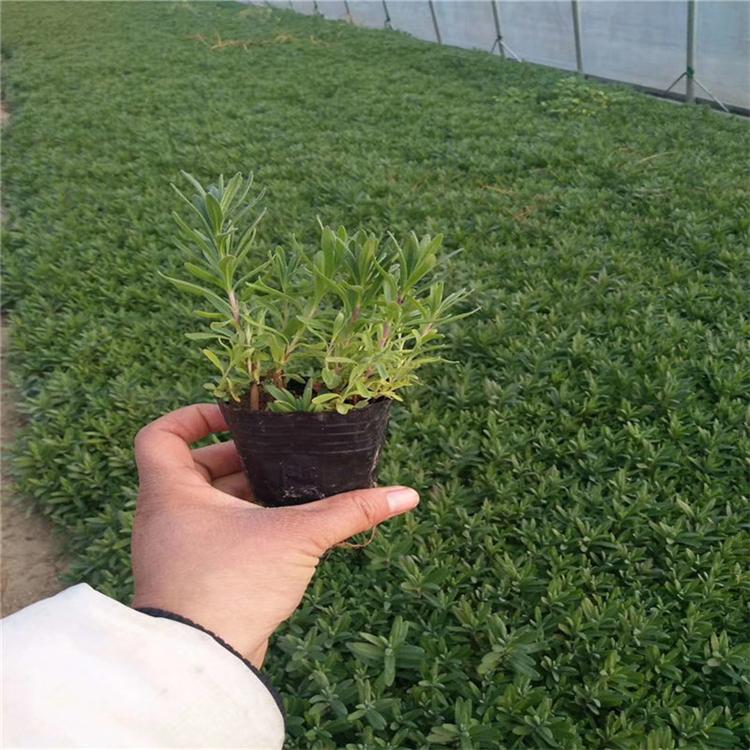 薰衣草绿化幼苗 常年种植薰衣草 培育基地
