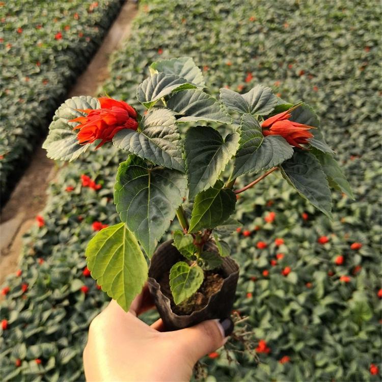 承玉花卉 一串红大量批发 盆栽种苗