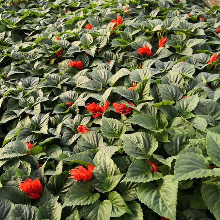 一串红观赏花 一串红时令草花