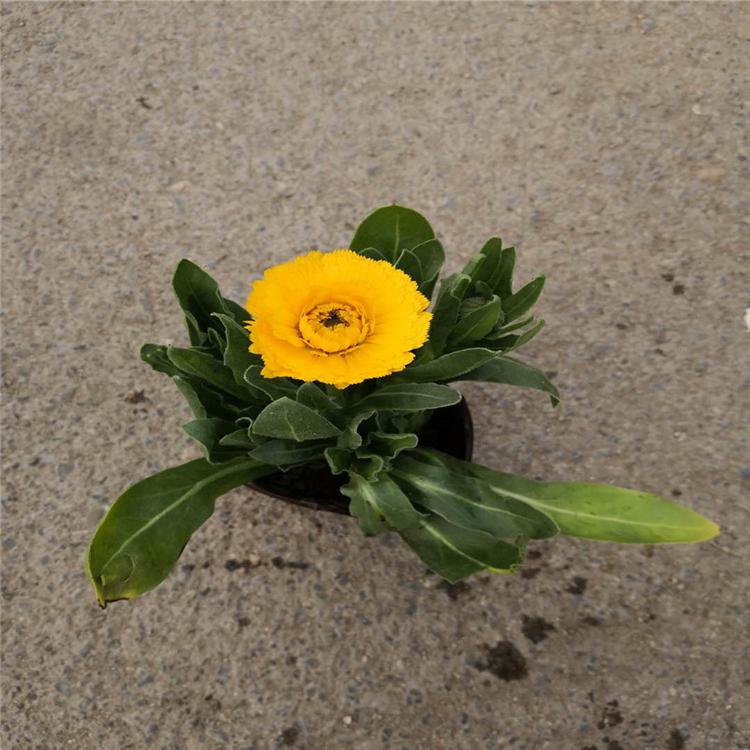 金盏菊山东草花 花坛用花 厂家直销
