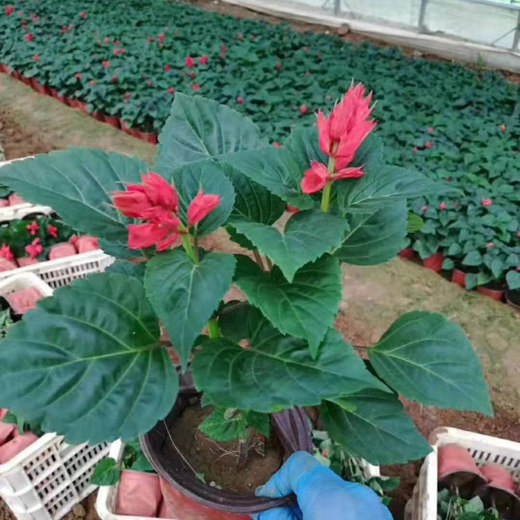 一串红小苗价格  基地直销一串红  一串红批发
