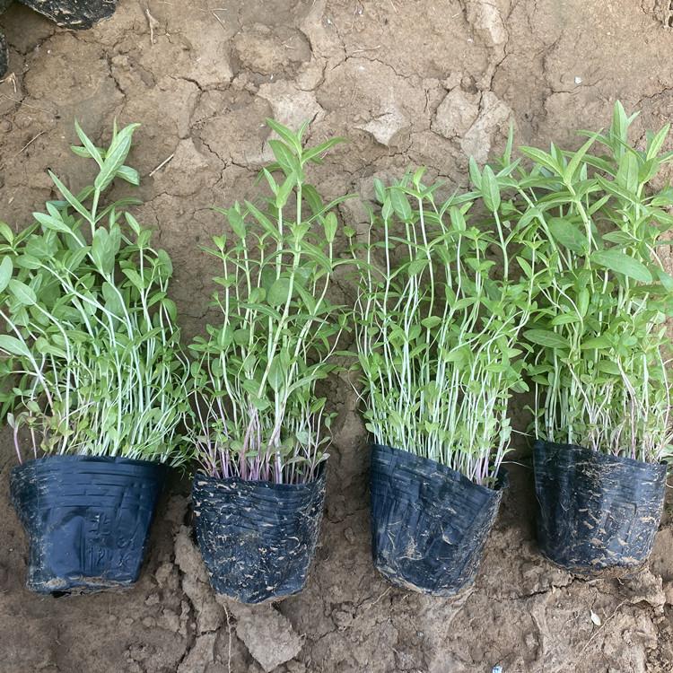 千屈菜批发  临朐千屈菜  满足供应千屈菜
