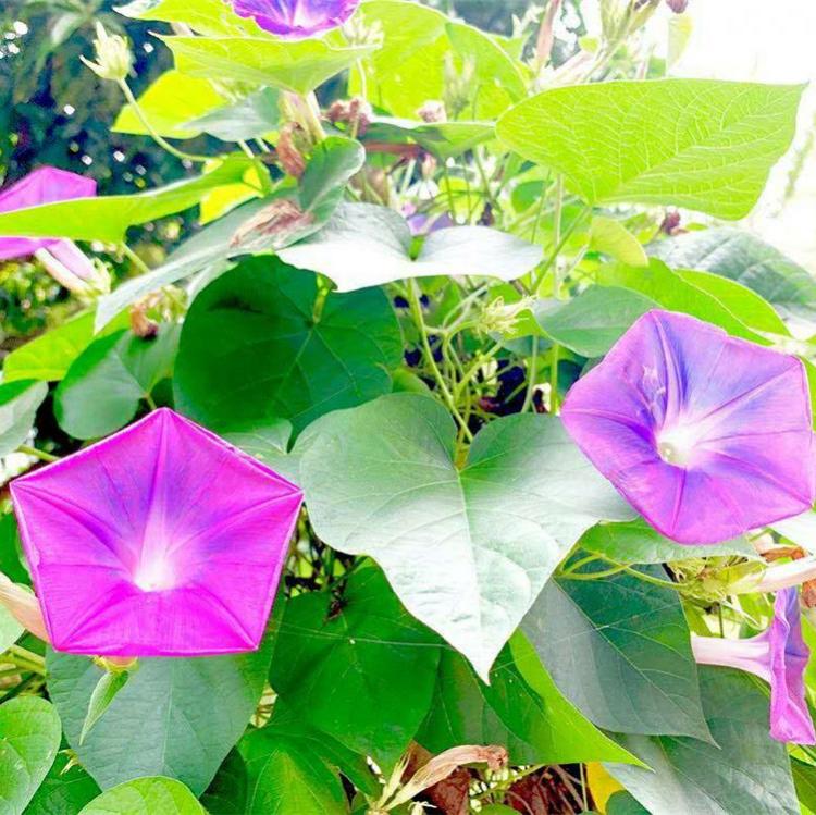 牵牛花小苗  牵牛花报价 牵牛花种植基地  华硕花卉苗木
