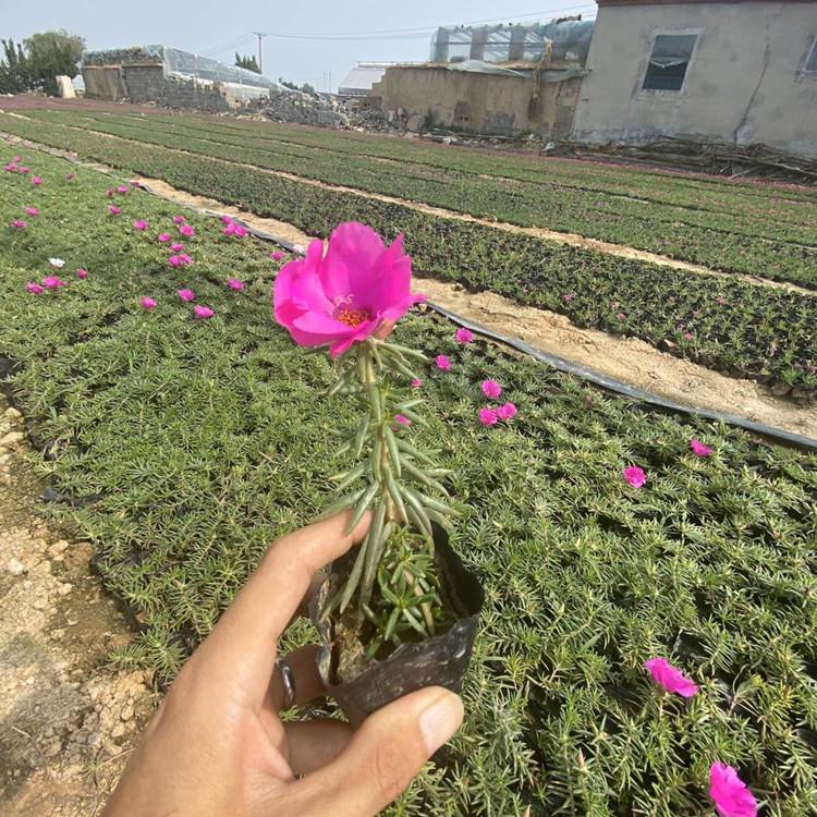 临朐马齿笕花卉  马齿笕苗子供应 价格实惠
