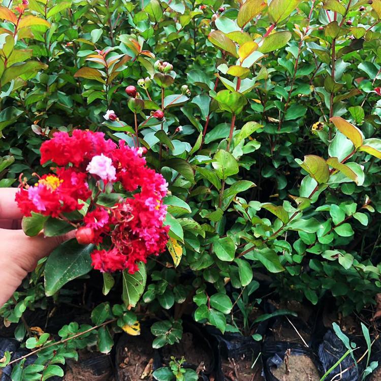 同丰园林火球花  百日红  百日红花卉培育  价格合理