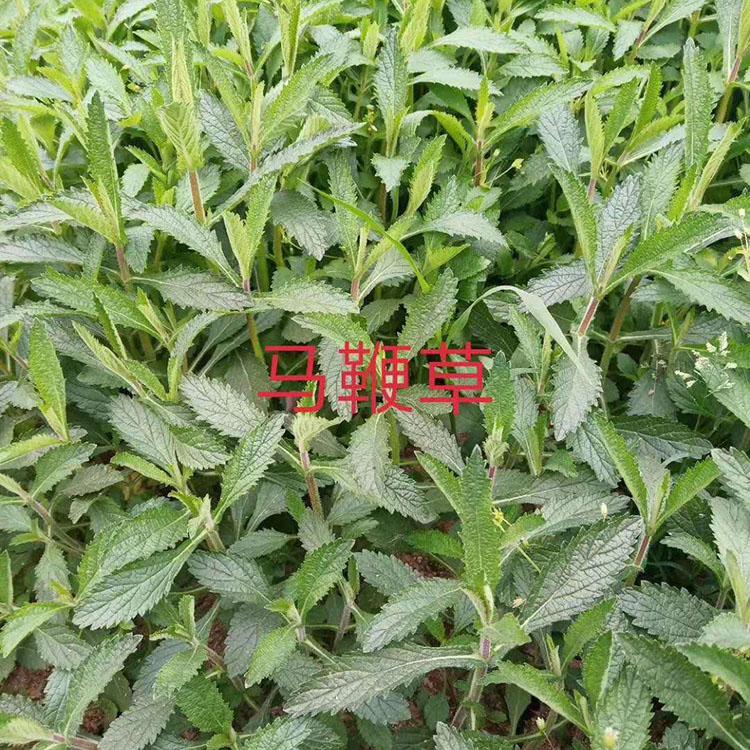 马鞭草_多年生草本 打造马鞭草花海用苗 青州马鞭草种植基地