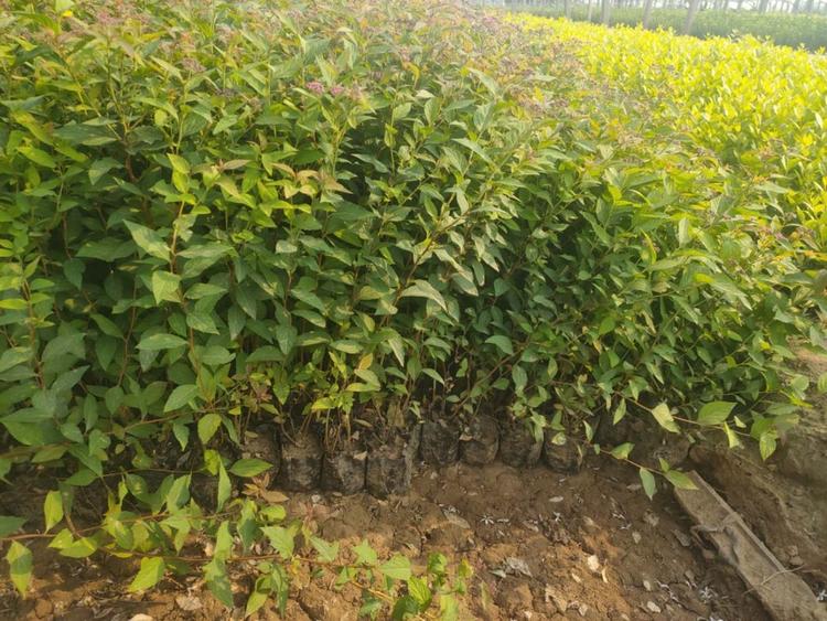 金山绣线菊基地金山绣线菊批发金山绣线菊价格