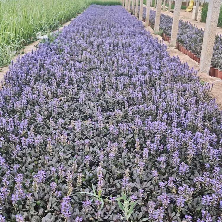 多花筋骨草基地青州多花筋骨草报价花坛花境湿地绿化专用多花筋骨草