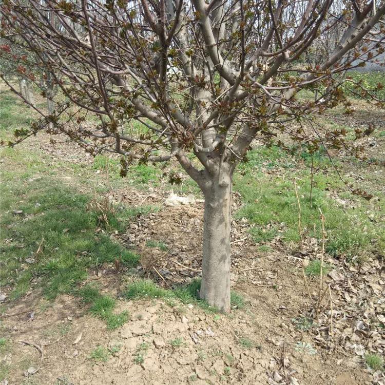 西府海棠批发 大量种植供应西府海棠树苗 基地出售