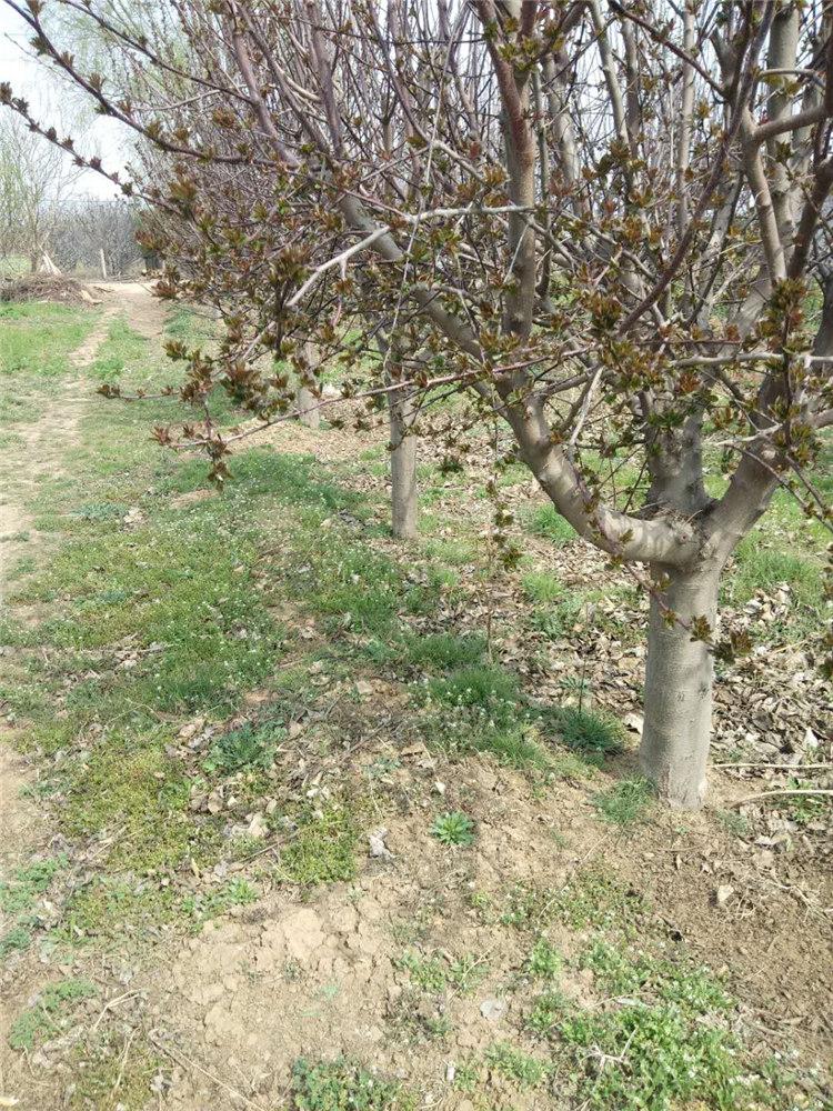 西府海棠批发  大量种植供应西府海棠树苗 出售西府海棠