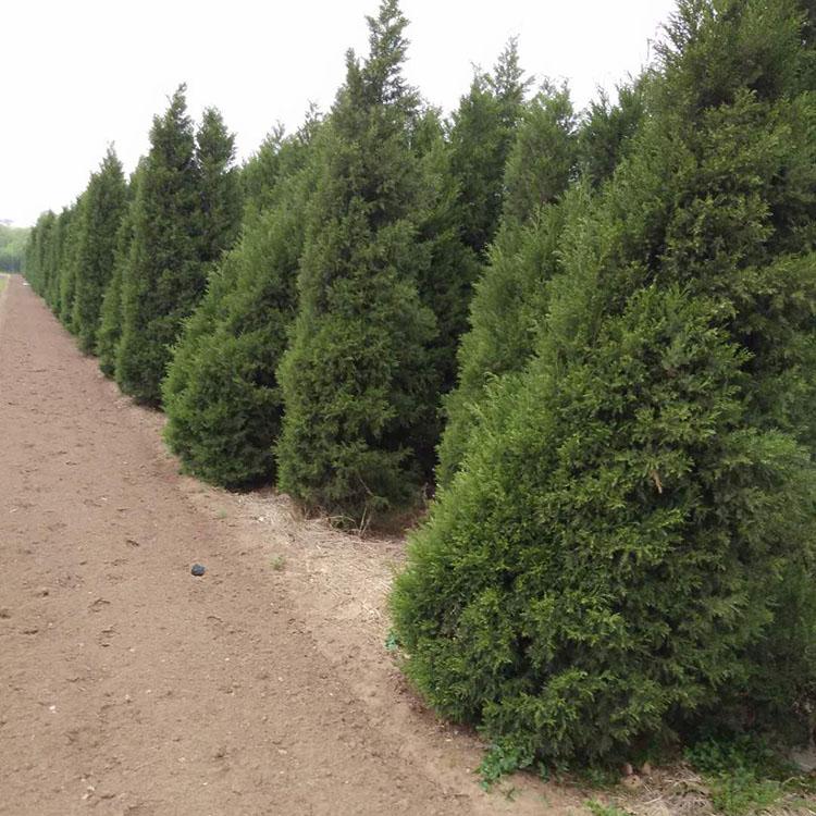 蜀桧 基地直销蜀桧 山东种植蜀桧商家 大量现货出售 蜀桧价格