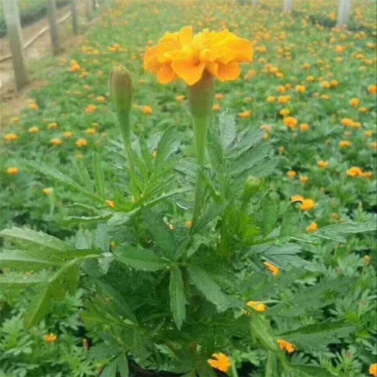孔雀草种植基地大量出售孔雀草小苗 孔雀草批发价格