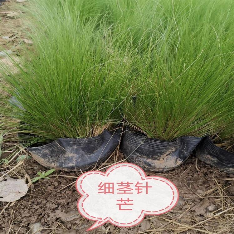 细茎针茅基地 细茎针茅价格 细径针芒花坛花境镶边专用