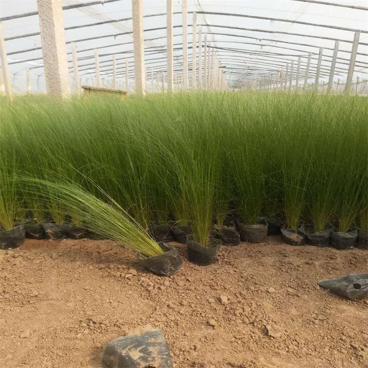 细茎针茅价格 细茎针茅观赏草 墨西哥羽毛草基地 量大从优