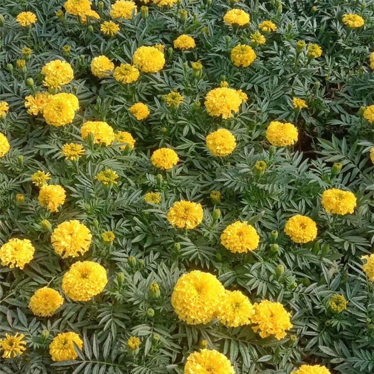 山东万寿菊报价 万寿菊批发价格 基地直销优良万寿菊