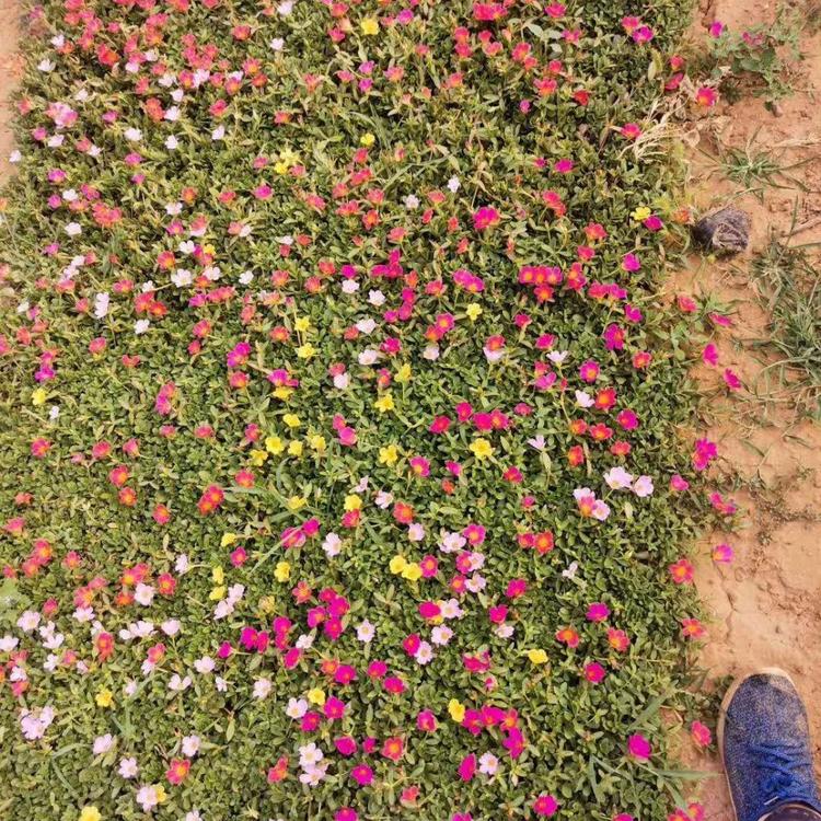 太阳花大量出售 河北太阳花 太阳花种植基地 太阳花批发