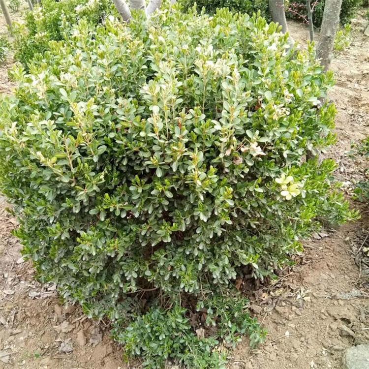 黄杨种植 基地直销黄杨绿化苗 黄杨球黄杨小苗批发价格