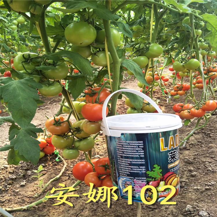 粉安娜品牌西红柿种苗供应商  旭冉农业  番茄种子 品质好的产品