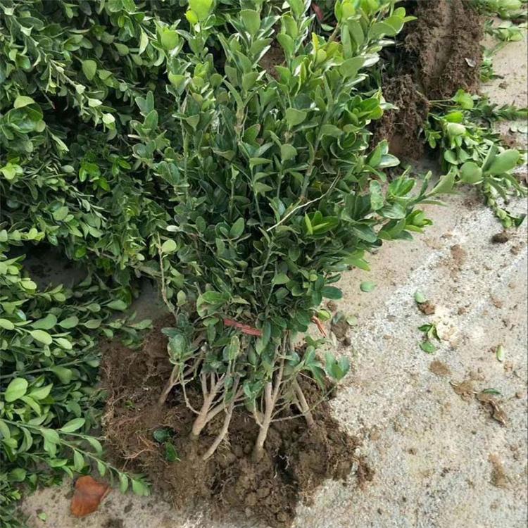 冬青绿化苗木种植基地 绿篱绿化苗-冬青批发价格