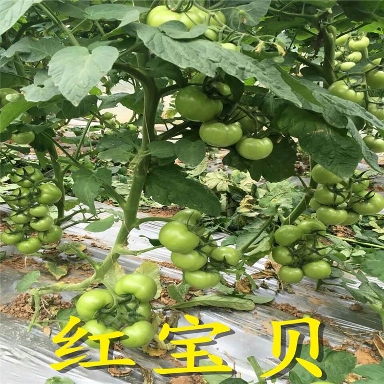 西红柿苗子 千禧小番茄种子种苗 圣女果小柿子种苗 口感好柿子苗