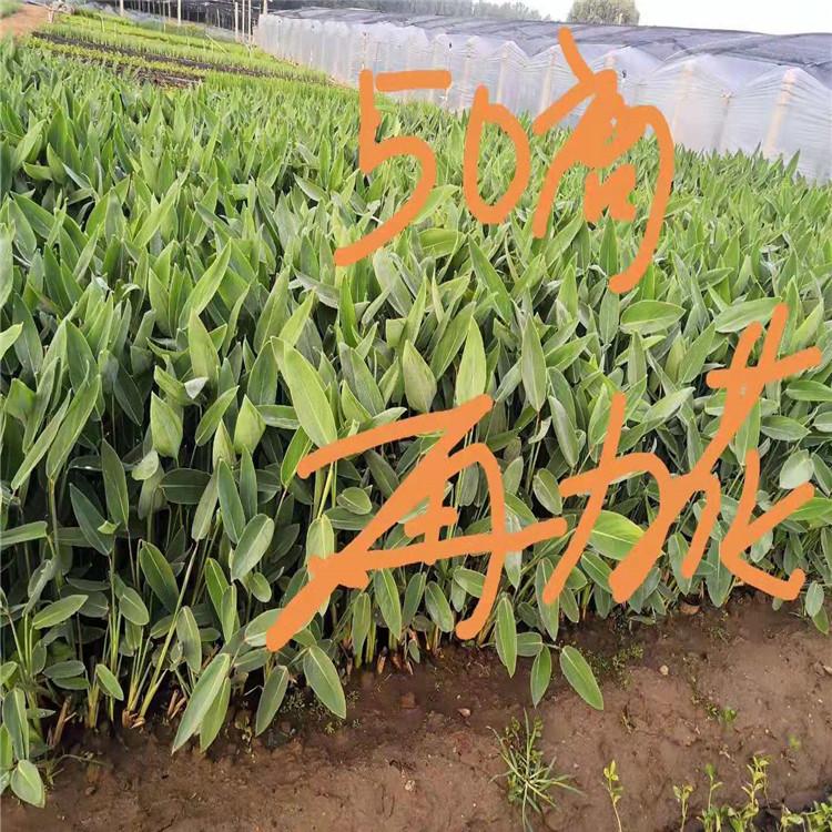 再力花价格 再力花种植方法 再力花种子出售  再力花批发供应