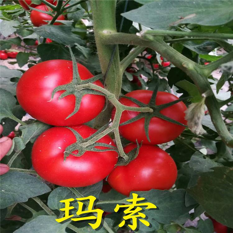 质量好的番茄种子 种苗  玛索系列西红柿种苗 无病害  结果多
