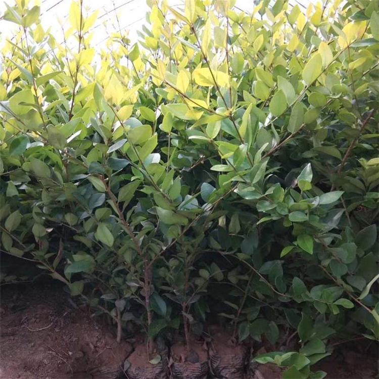 金森女贞批发价格【点击】森瑜花卉苗木 大面积种植 金森女贞供应商
